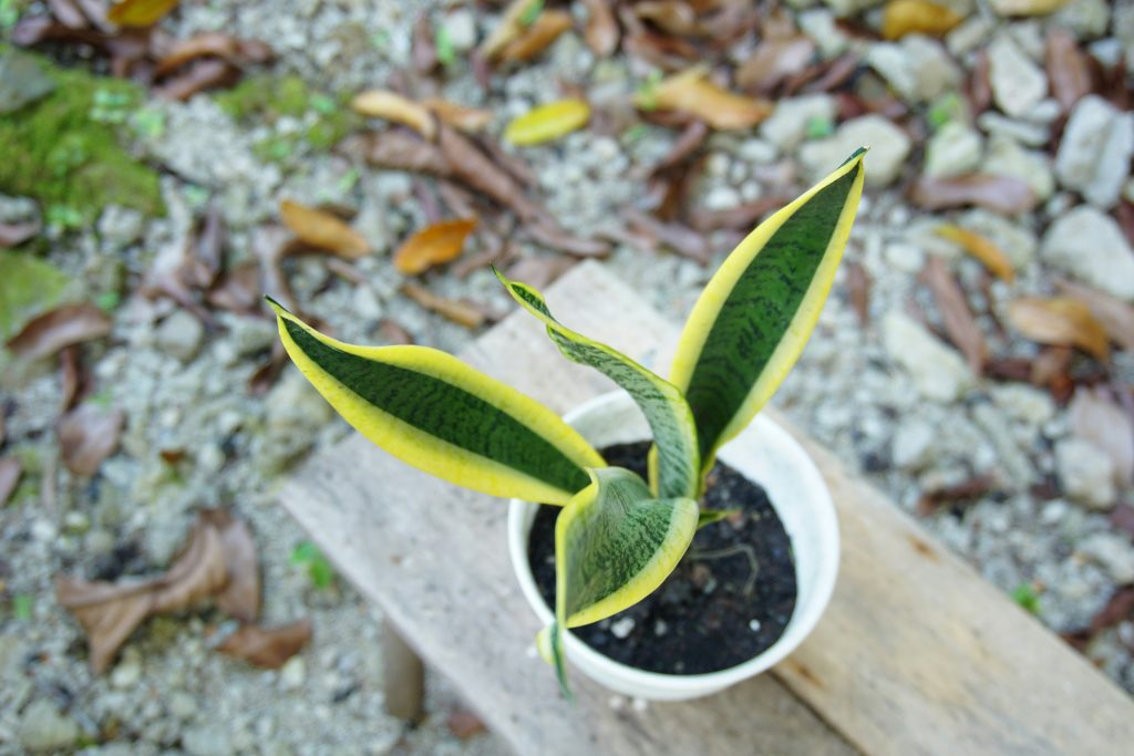 Sansevieria in Weißem Topf