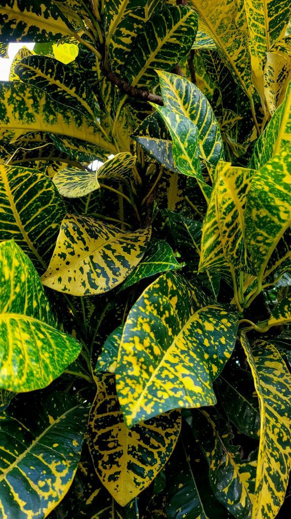 gelb grüne Pflanzenblätter