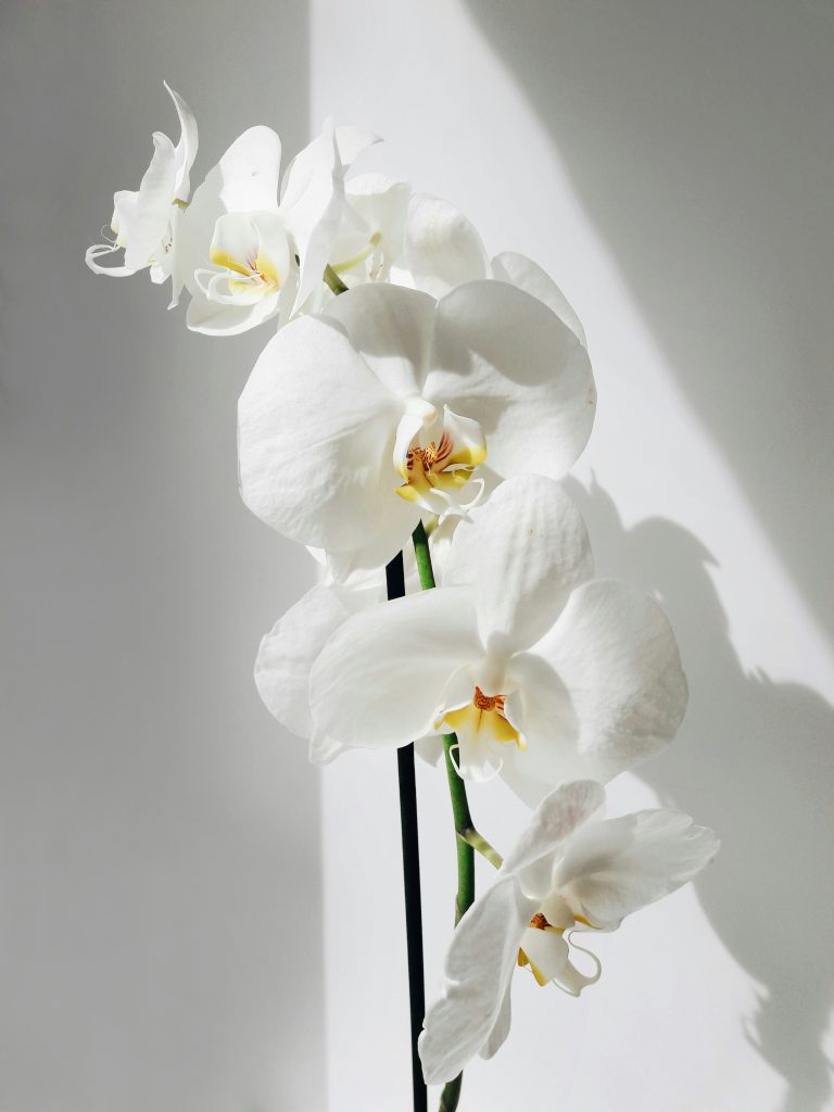 Weiße Orchidee mit weißem Hintergrund