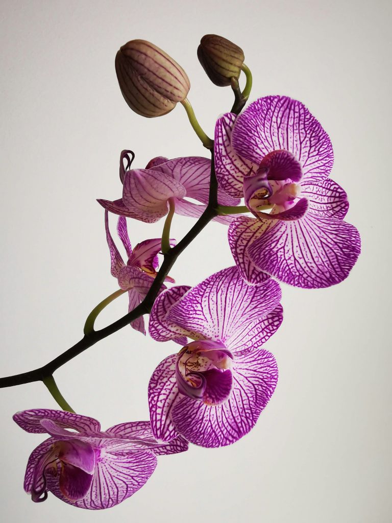 Pinke Orchidee mit hellem Hintergrund