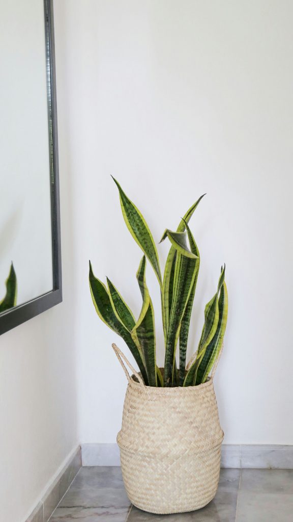 Sansevieria in großem Topf