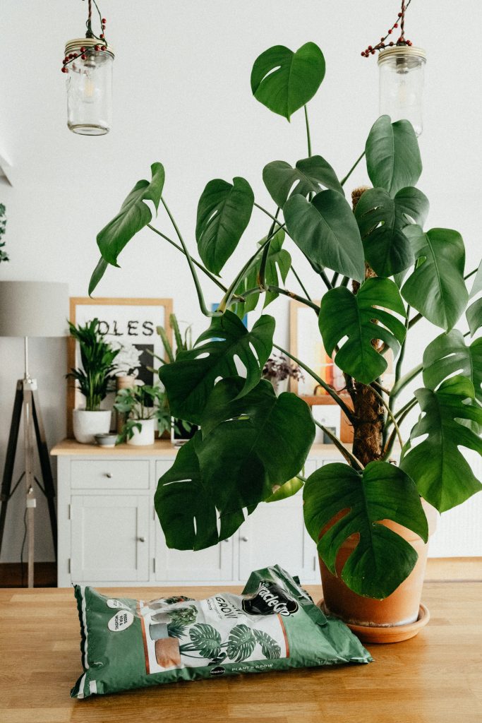 Monstera mit Düngerbeutel