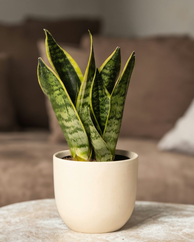Sansevieria in weißem Topf