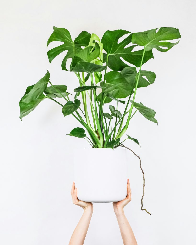 Monstera deliciosa​ in weißem Topf