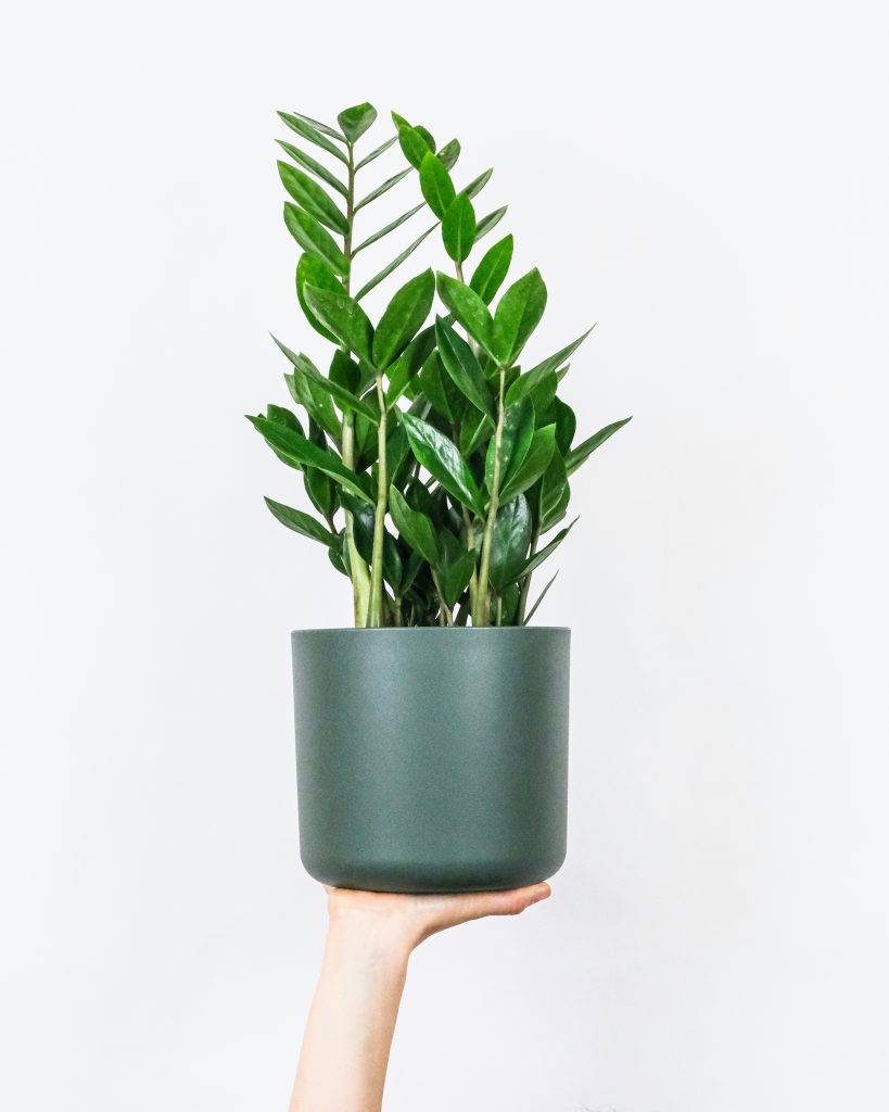 Glücksfeder (Zamioculcas zamiifolia)​