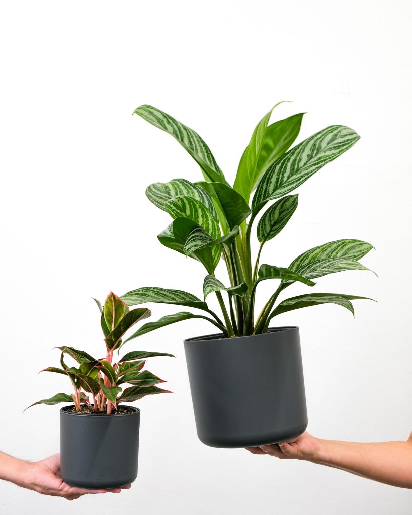 Zwei Pflanzen werden gehalten