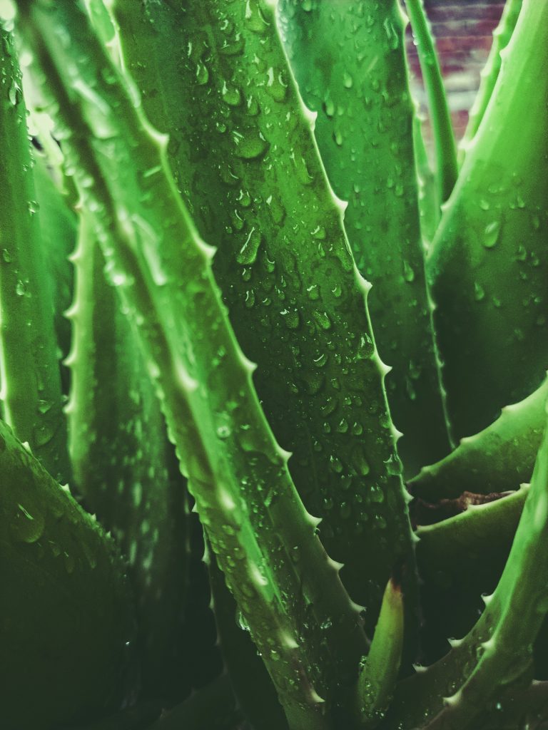 feuchte Aloe Vera Pflanze