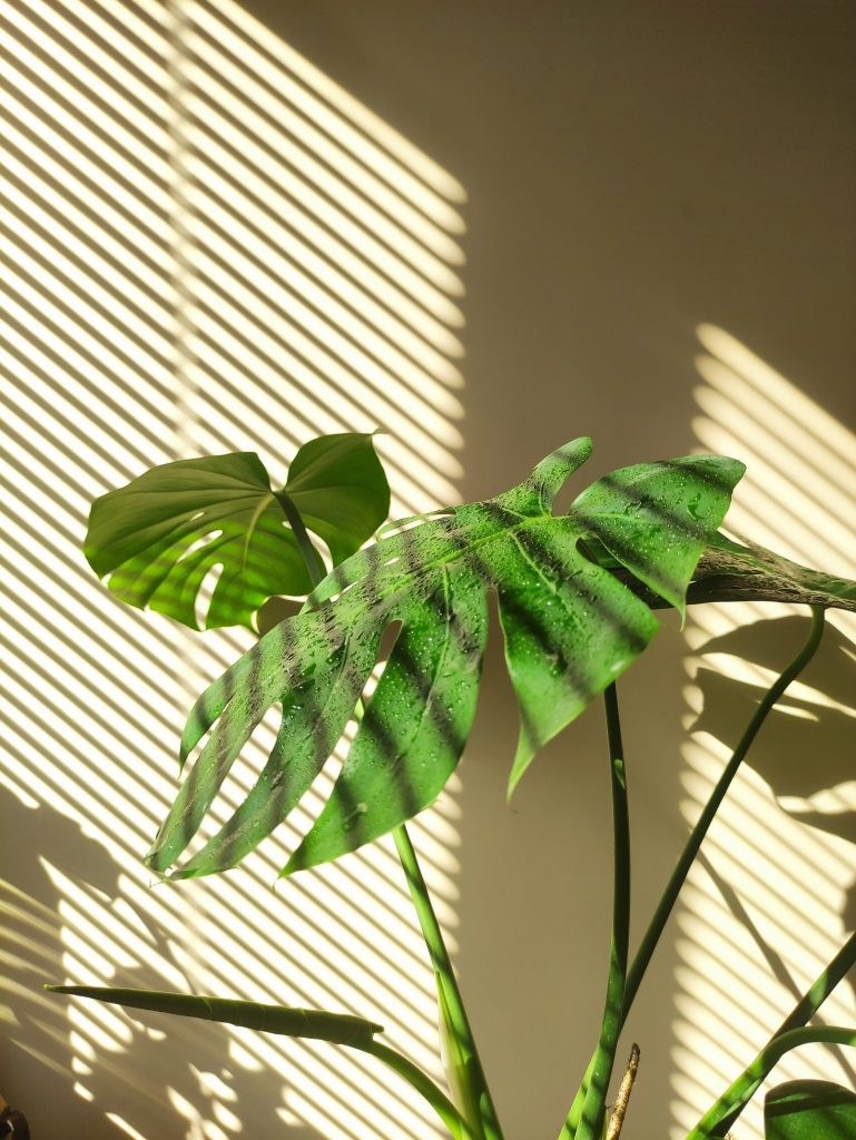 Monstera Pflanze in leichtem Licht