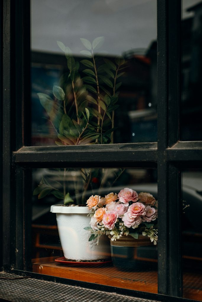 zamioculcas am Fenster